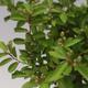 Pokojová bonsai Hvězdice levandulová PB213559 - 4/4