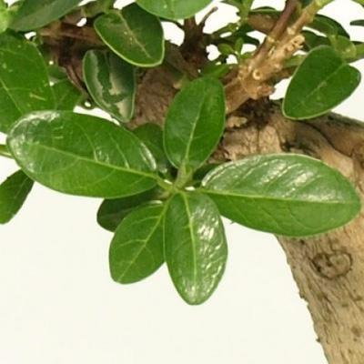 Pokojová bonsai -PREMNA MICROPHYLLA Kozlovoň malolistá - 4