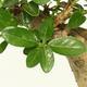 Pokojová bonsai -PREMNA MICROPHYLLA Kozlovoň malolistá PB215473 - 3/3
