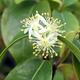 Pokojová bonsai - Australská třešeň - Eugenia uniflora - 3/3