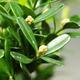 Pokojová bonsai - Buxus harlandii -korkový buxus - 3/4