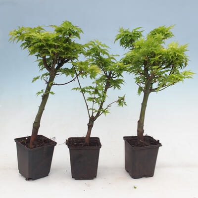 Javor dlanitolistý - Acer palmatum Shishigashira 1 ks - 4