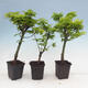 Javor dlanitolistý - Acer palmatum Shishigashira 1 ks - 4/5