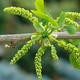 Venkovní bonsai - Jinan dvoulaločný - Ginkgo biloba VB2020-819 - 3/4
