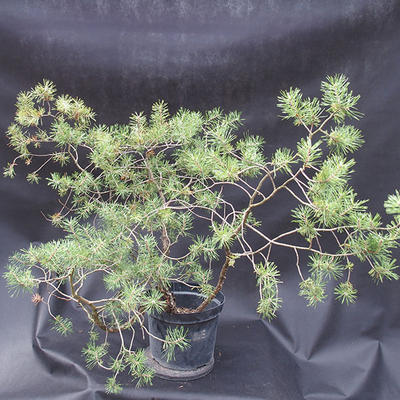 Borovoce lesní - Pinus sylvestris  KA-07 - 4