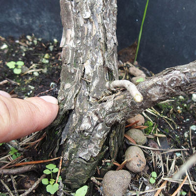 Borovoce lesní - Pinus sylvestris  KA-08 - 4