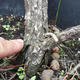 Borovoce lesní - Pinus sylvestris  KA-08 - 4/6