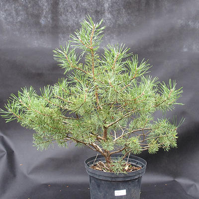 Borovoce lesní - Pinus sylvestris  KA-09 - 4
