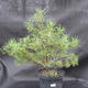 Borovoce lesní - Pinus sylvestris  KA-09 - 4/4