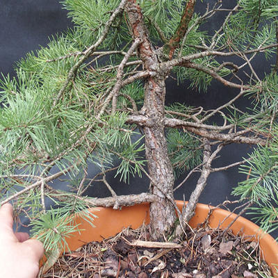 Borovoce lesní - Pinus sylvestris  KA-12 - 4