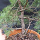 Borovoce lesní - Pinus sylvestris  KA-12 - 4/6