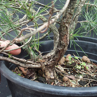 Borovoce lesní - Pinus sylvestris  KA-13 - 4