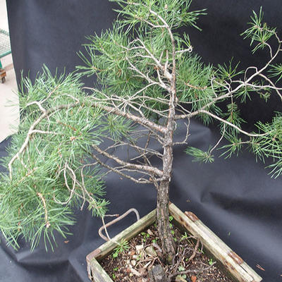 Borovoce lesní - Pinus sylvestris  KA-14 - 4