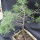 Borovoce lesní - Pinus sylvestris  KA-14 - 4/5