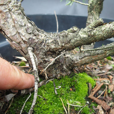 Borovoce lesní - Pinus sylvestris  KA-15 - 4