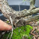 Borovoce lesní - Pinus sylvestris  KA-15 - 4/5