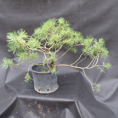 Borovoce lesní - Pinus sylvestris  KA-16 - 4