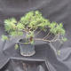 Borovoce lesní - Pinus sylvestris  KA-16 - 4/6