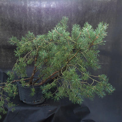 Borovoce lesní - Pinus sylvestris  KA-18 - 4