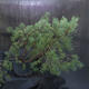 Borovoce lesní - Pinus sylvestris  KA-18 - 4/5