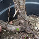 Borovoce lesní - Pinus sylvestris  KA-19 - 4/5
