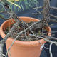 Borovoce lesní - Pinus sylvestris  KA-20 - 4/5