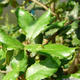 Venkovní bonsai - Quercus suber - Korkový dub - 3/4