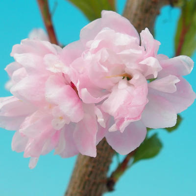 Venkovní bonsai - Japonská sakura - Prunus glandulosa  Rosea - 4
