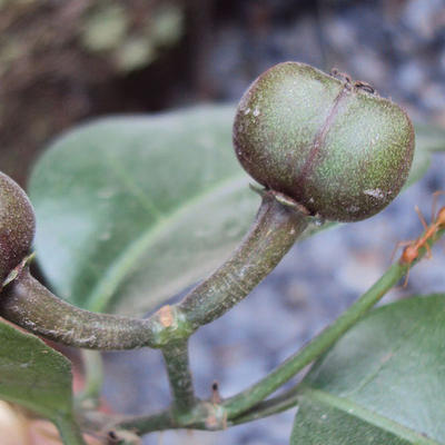 Pokojová bonsai - Blachia chunii - Blahoš - 4