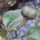 Pokojová bonsai - Blachia chunii - Blahoš - 3/3