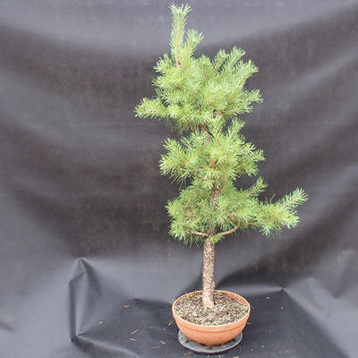 Borovice lesní - Pinus sylvestris NO-3 - 4