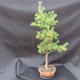 Borovice lesní - Pinus sylvestris NO-3 - 4/5