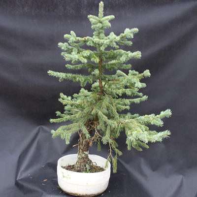 Smrk - Picea pungens NO-6 - 4