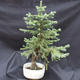 Smrk - Picea pungens NO-6 - 4/7