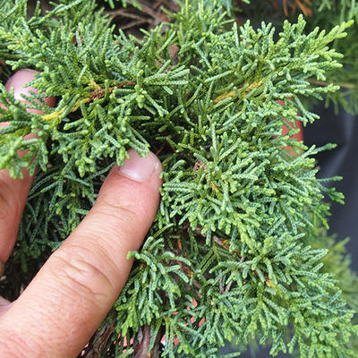 Jalovec čínský- Juniperus chinensis NO-17 - 4