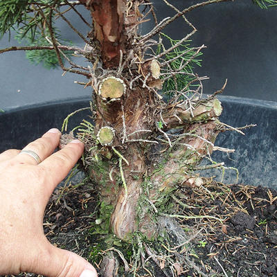 Jalovec čínský- Juniperus chinensis NO-18 - 4