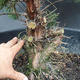 Jalovec čínský- Juniperus chinensis NO-18 - 4/6