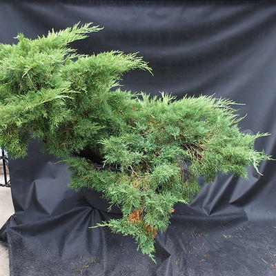 Jalovec - Juniperus sabina NO-19 - 4