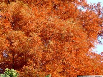 Venkovní bonsai - Tisovec dvouřadý - 4