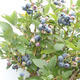 Venkovní bonsai - kanadská borůvka - Vaccinium corymbosum - 5/5