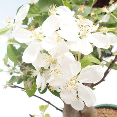 Venkovní bonsai - Malus halliana -  Maloplodá jabloň VB2020-449 - 5