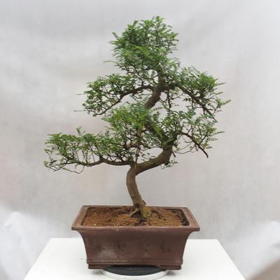 Pokojová bonsai - Zantoxylum piperitum - Pepřovník - 5
