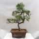 Pokojová bonsai - Zantoxylum piperitum - Pepřovník - 5/5