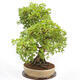 Venkovní bonsai - Javor Francouzský - Acer Nonspessulanum - 5/5