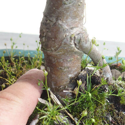 Venkovní bonsai - Malus sp. -  Maloplodá jabloň - 5