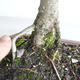 Venkovní bonsai - Malus sp. -  Maloplodá jabloň - 5/5