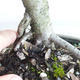 Venkovní bonsai - Malus sp. -  Maloplodá jabloň - 5/5