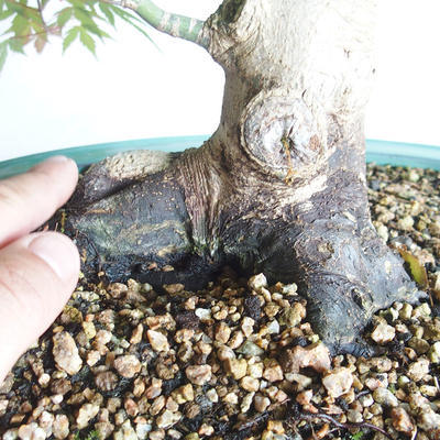 Acer palmatum - Javor dlanitolistý - 5