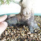 Acer palmatum - Javor dlanitolistý - 5/5