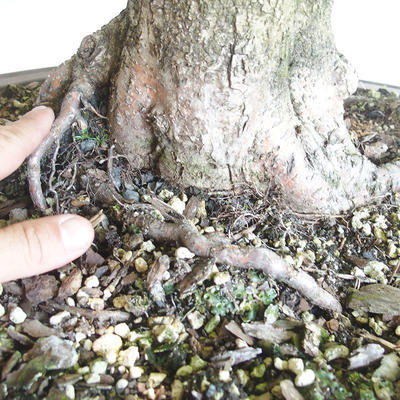 Venkovní bonsai - Lípa srdčitá - Tilia cordata - 5